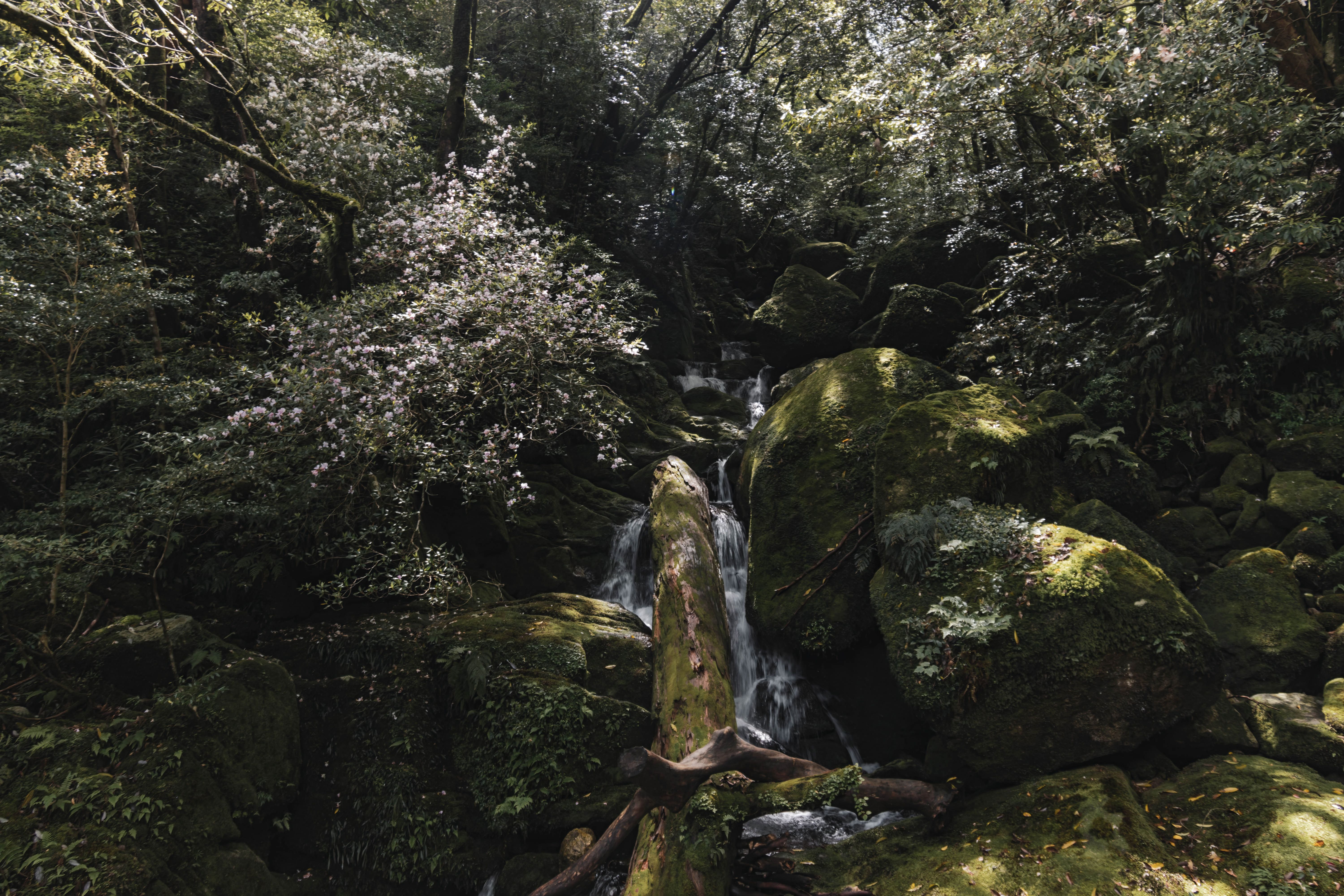 Yakushima