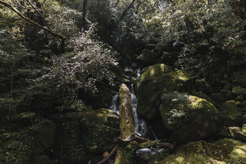 Tranquil waterfall amid lush green forest in Yakushima, Japan, offering a peaceful and natural escape.