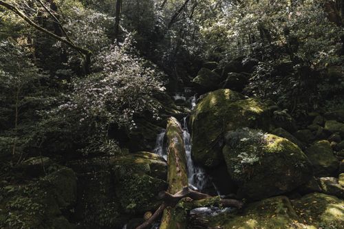 Free Tranquil waterfall amid lush green forest in Yakushima, Japan, offering a peaceful and natural escape. Stock Photo