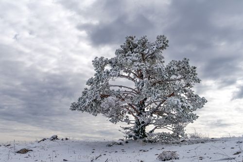 Free A lone tree covered in snow under a cloudy winter sky in Aragón, Spain. Stock Photo