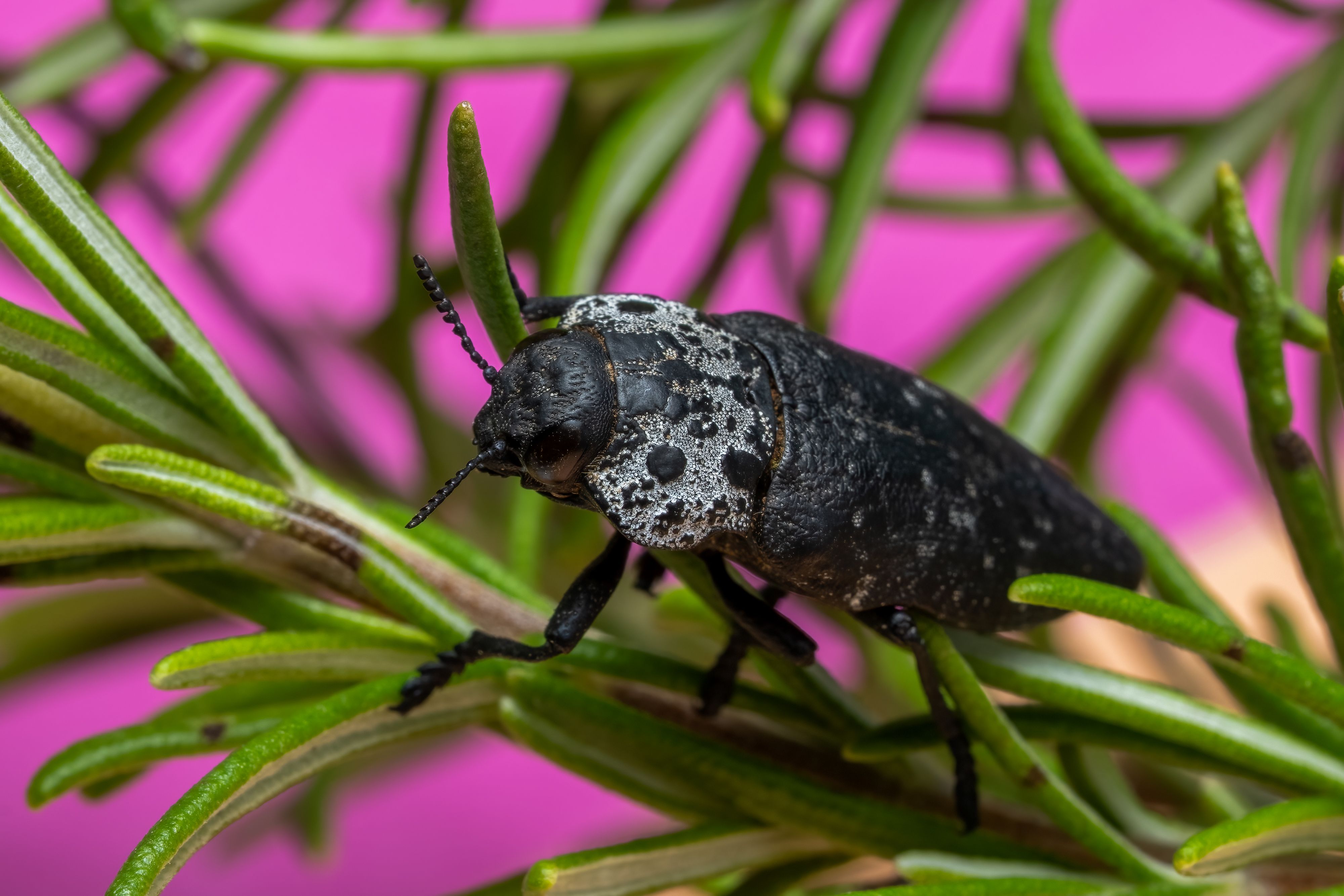 Macro shot of a beetle on rosemary leaves with vibrant pink background, Valencia.