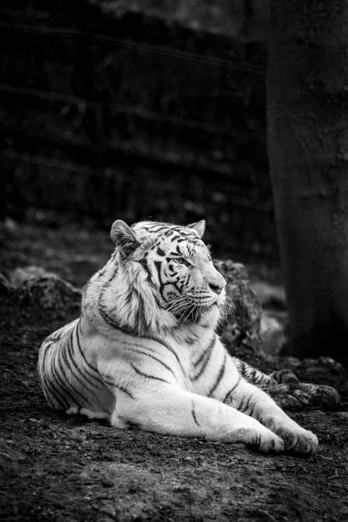 老虎躺在地上的灰度照片