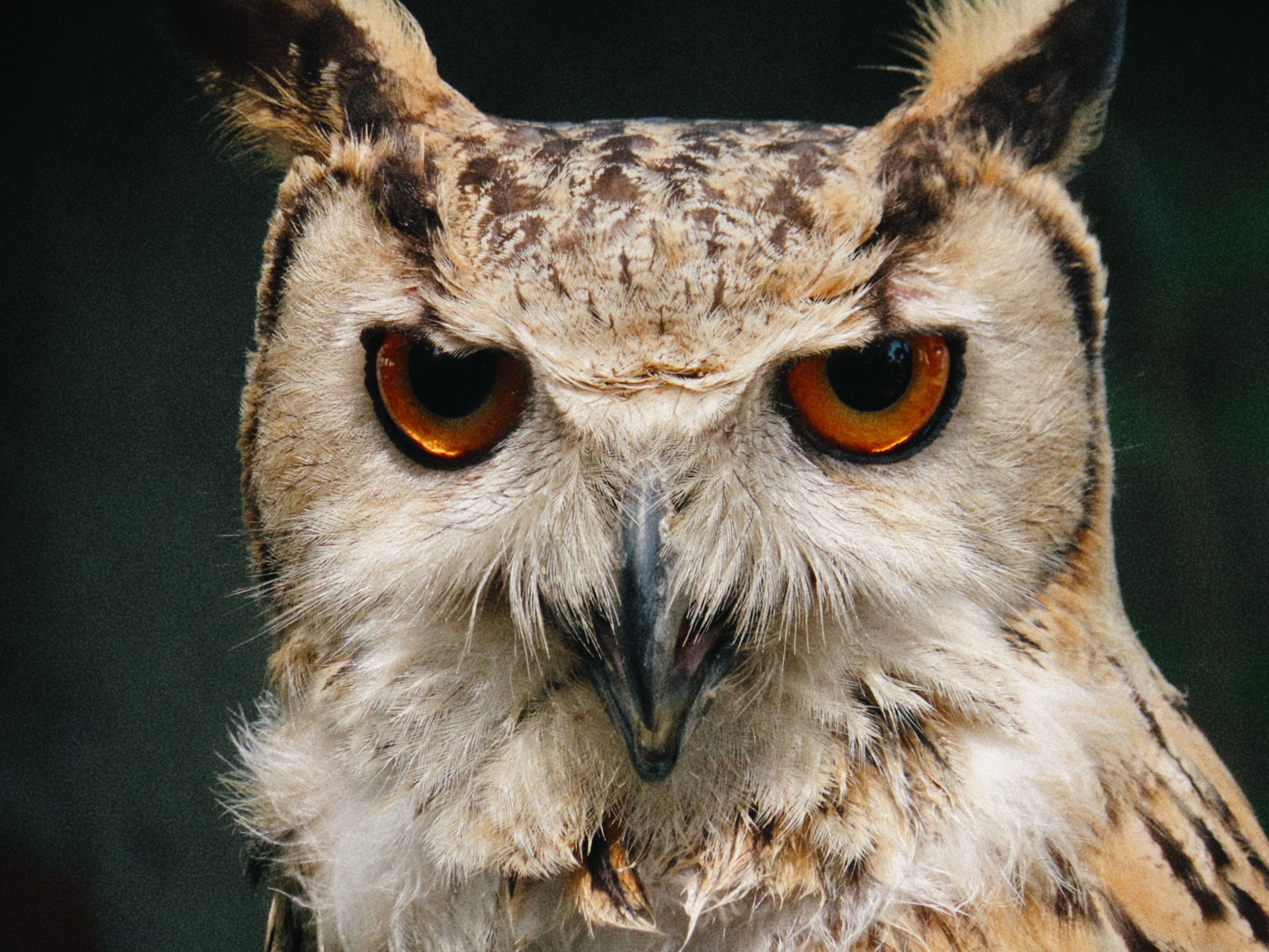 Detailed close-up of a Eurasian eagle-owl with striking orange eyes and detailed plumage.