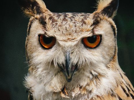 Detailed close-up of a Eurasian eagle-owl with striking orange eyes and detailed plumage.
