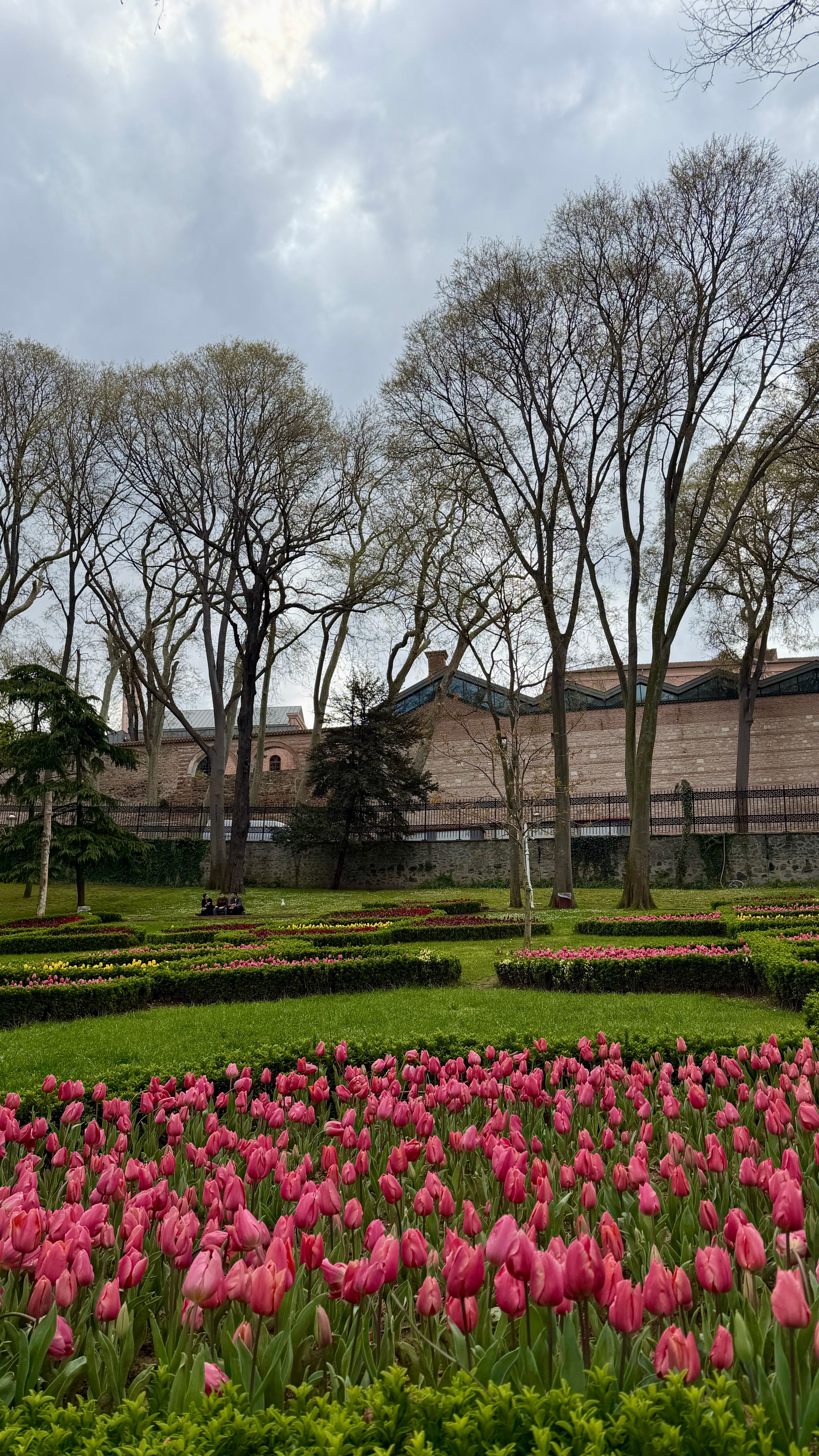Beautiful tulip garden in full bloom at a park setting in Istanbul.