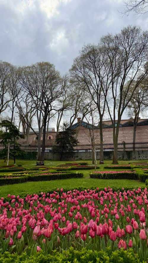 Free Beautiful tulip garden in full bloom at a park setting in Istanbul. Stock Photo