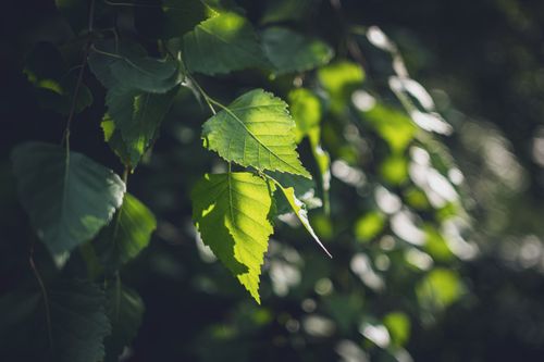 Free Close-up of vibrant green leaves with sunlight and shadows, capturing nature's beauty. Stock Photo