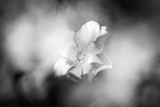 A detailed monochrome close-up of a blooming anemone flower with soft shadows.