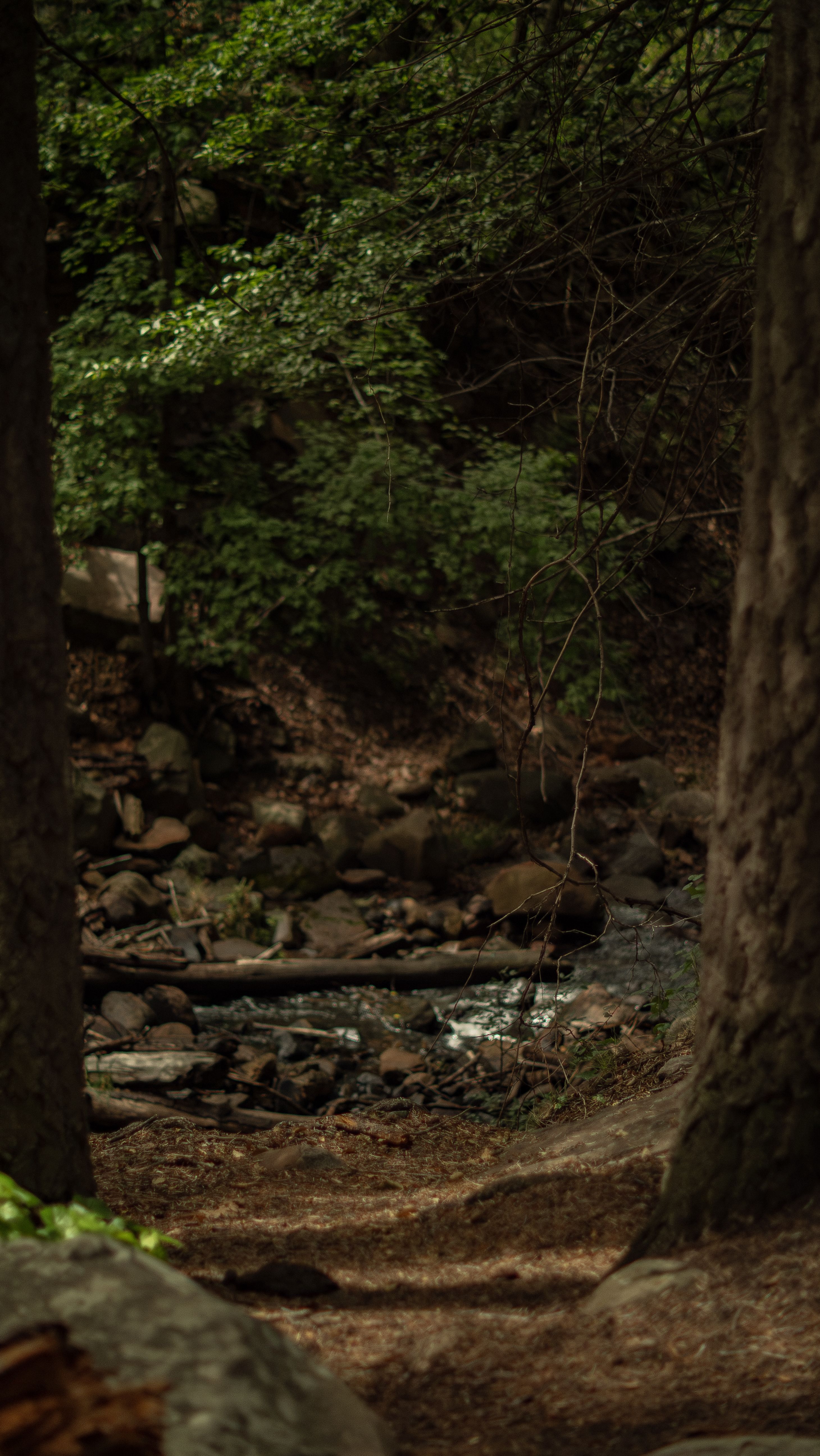 A serene forest pathway leading to a rocky creek in Arizona's lush woods.