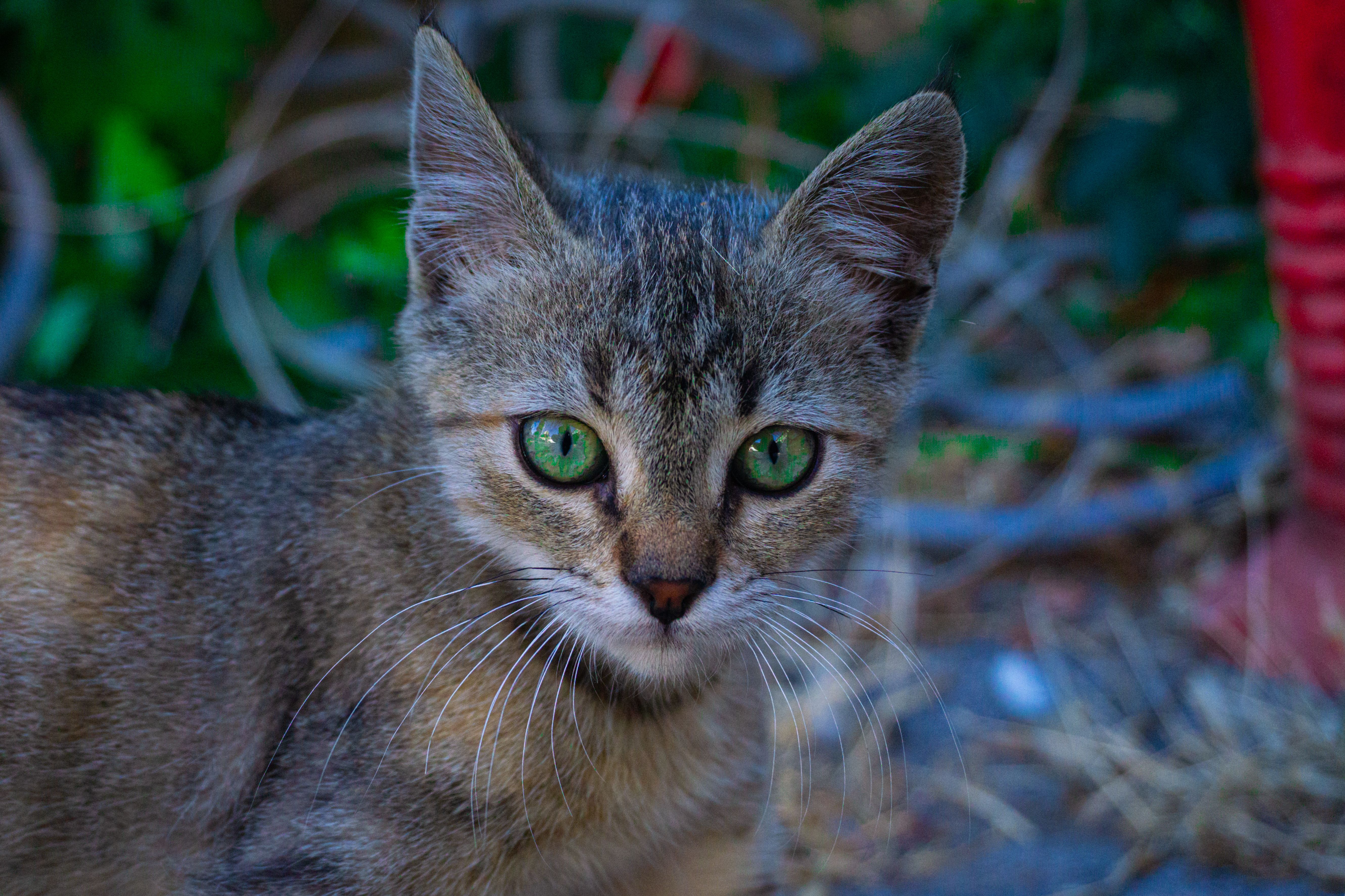 Portrait of a cat at a veterinary clinic