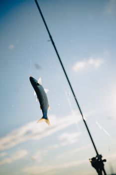 A silver fish caught on a fishing line hangs against a clear blue sky.