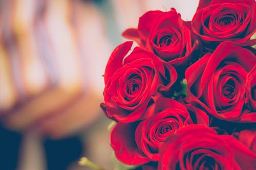 Free Red Rower Flowers in Bloom Stock Photo