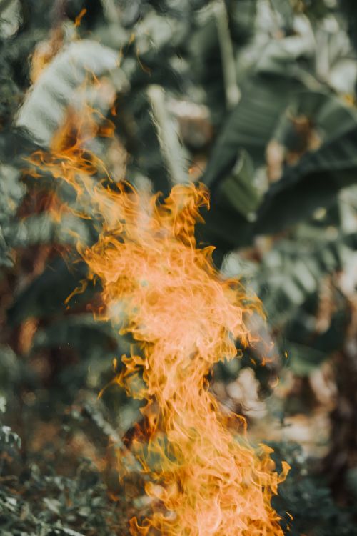 Free Striking bright flames contrasting against lush green jungle foliage. Stock Photo