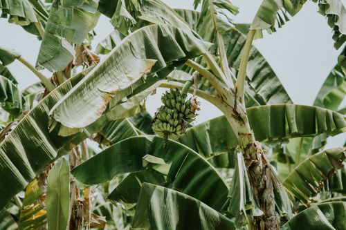 Free Close-up of a banana tree with a bunch of bananas and wide green leaves in a tropical setting. Stock Photo