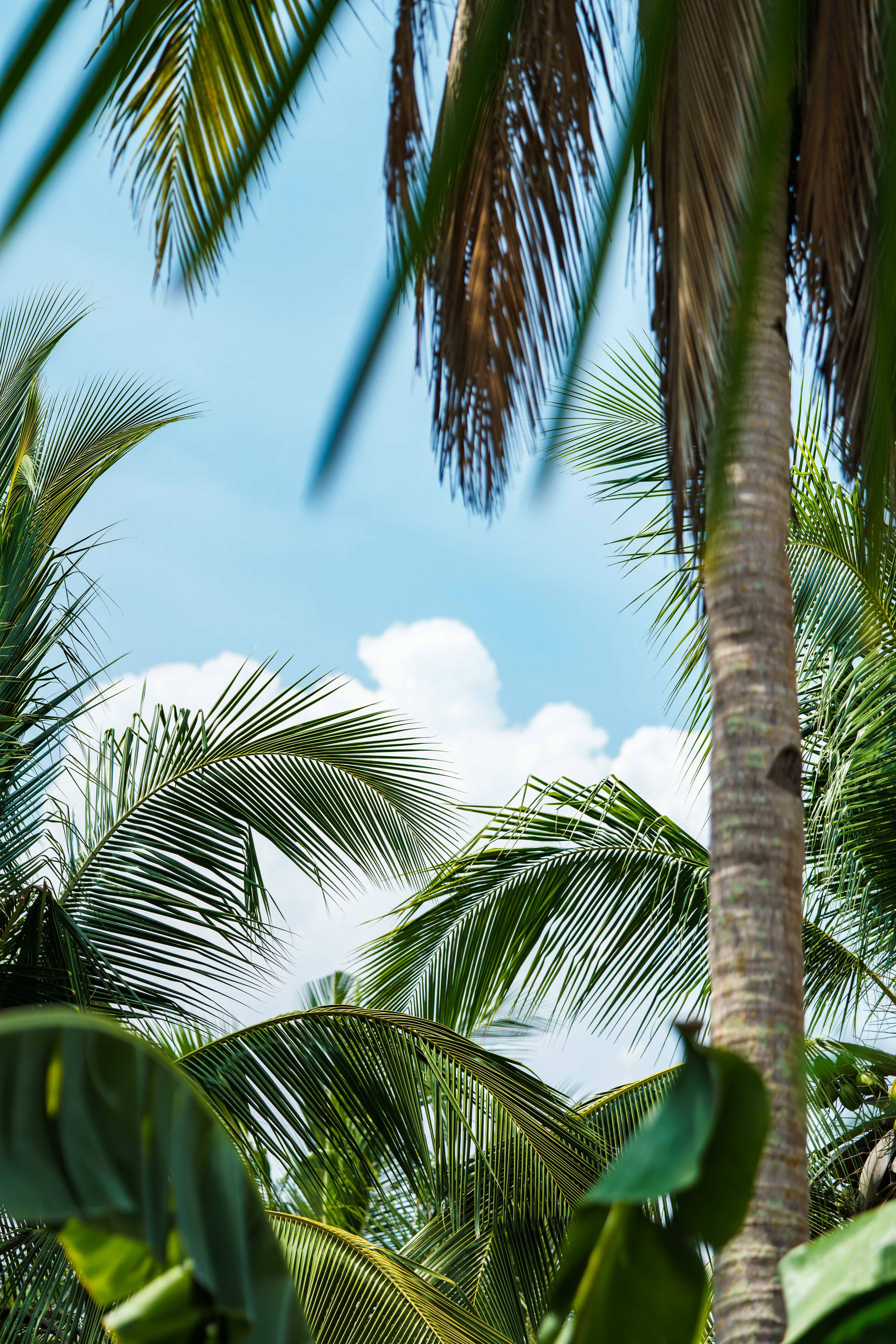 Palm fronds against a bright blue sky — photo by Nothing Ahead on Pexels