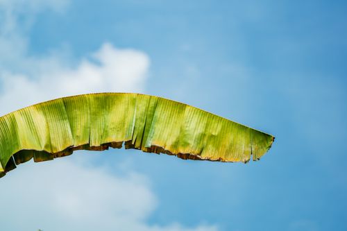 Free Close-up of a single banana leaf with a vivid blue sky background, highlighting nature's simplicity. Stock Photo