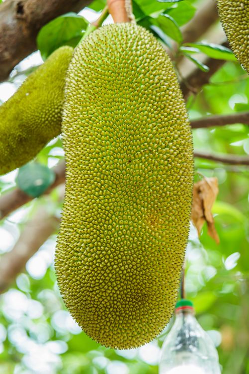 Free Vibrant green jackfruit hanging on a branch with diffused natural light in the background. Stock Photo
