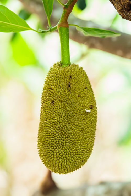 Free Vibrant close-up of a jackfruit hanging from a tree branch in daylight. Stock Photo