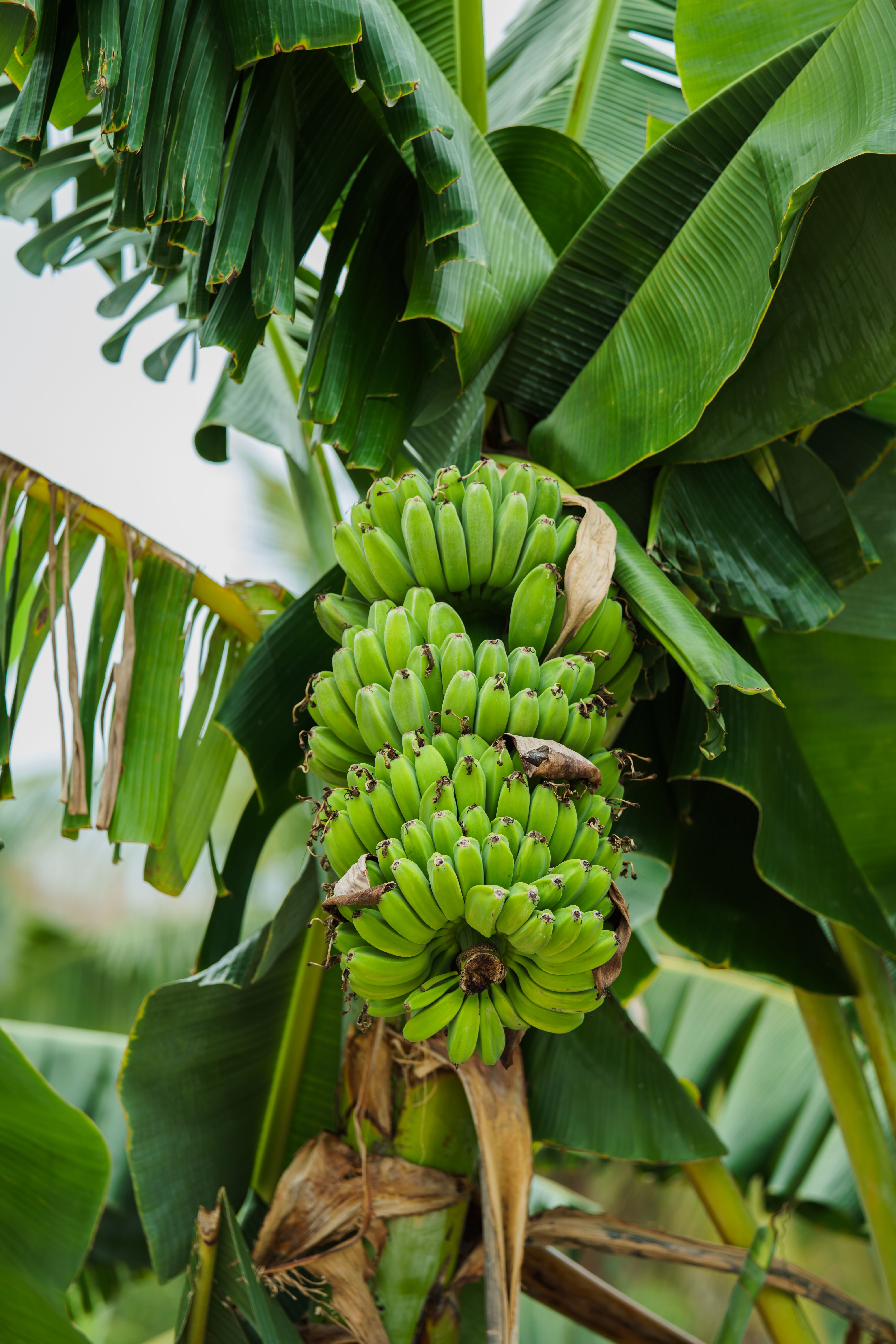 A close-up of a vibrant green banana cluster on a banana plant in a tropical environment.