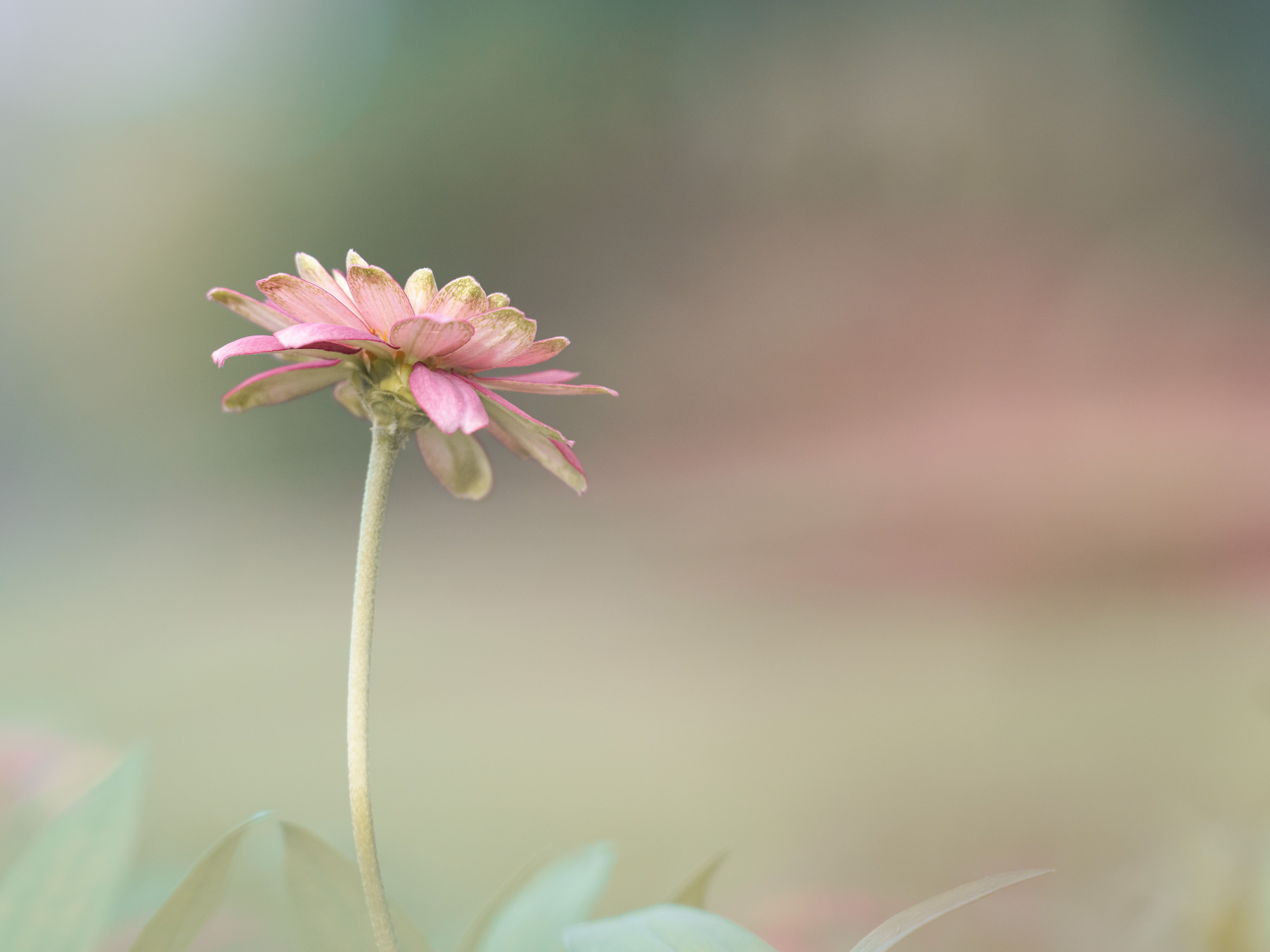 Fresh flowers in natural morning light