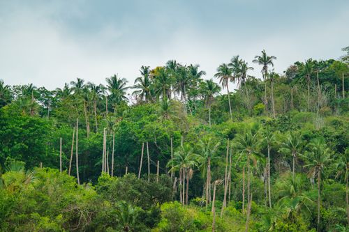 Free Vibrant tropical palm trees in a lush forest setting under a cloudy sky. Stock Photo