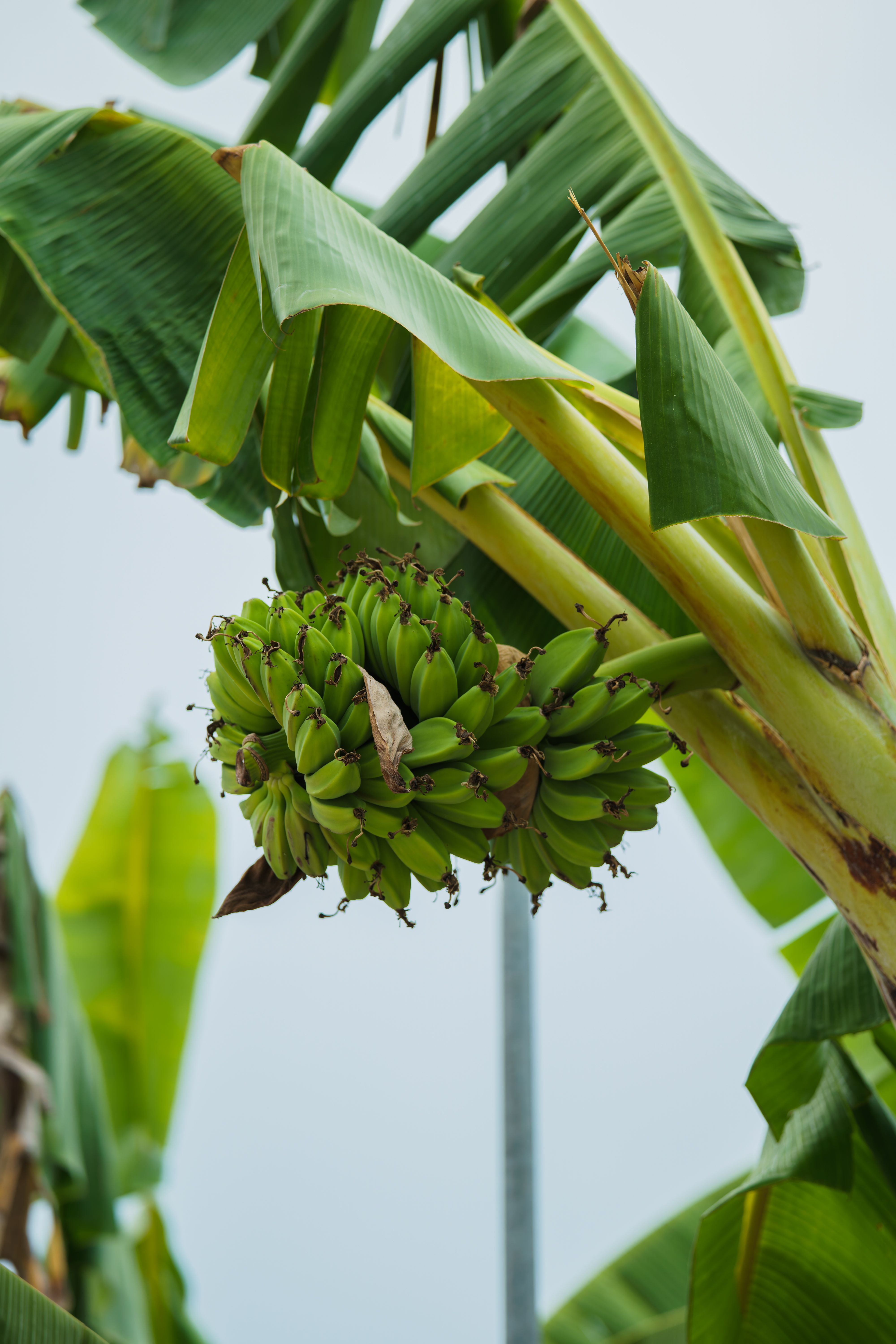 A vibrant cluster of green bananas hanging from a banana plant with lush green leaves.