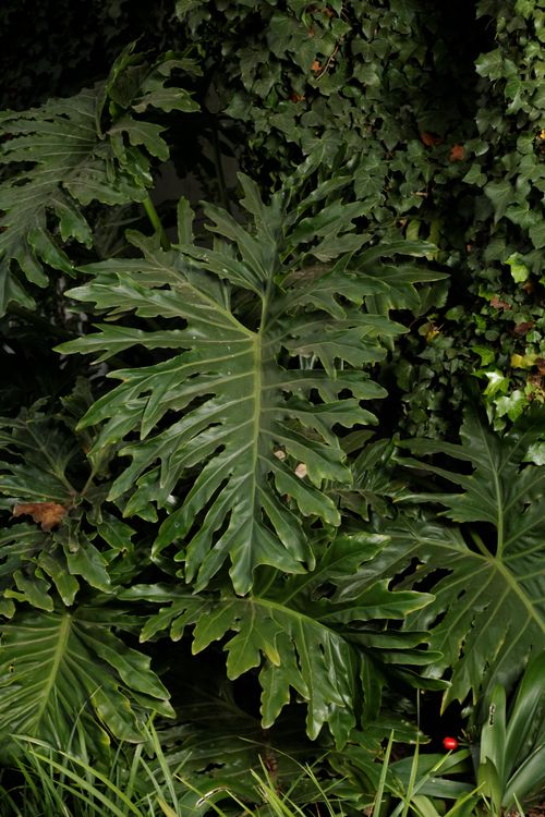Free Vibrant foliage of Monstera and ivy plants with rich green leaves in a garden setting. Stock Photo