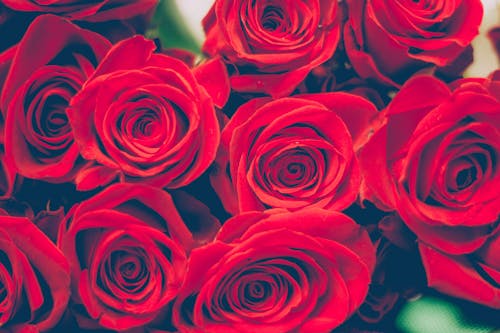 免费 红玫瑰花束的选择性聚焦摄影 素材图片