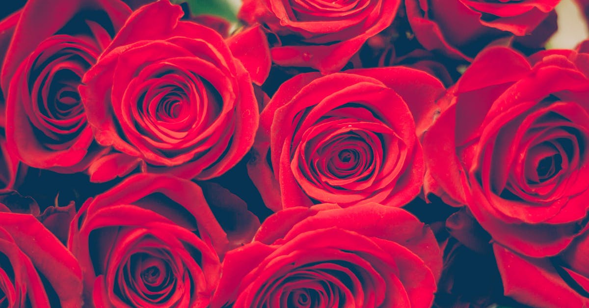Selective Focus Photography of Bouquet of Red Rose Flowers