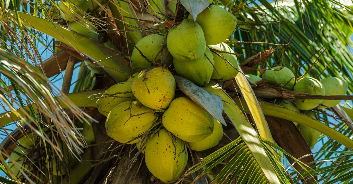 Photo by Nothing Ahead Close-up of ripe coconuts hanging on a palm tree with blue sky background.