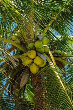 Photo by Nothing Ahead Close-up of ripe coconuts hanging on a palm tree with blue sky background.