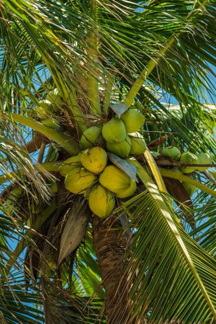 Photo by Nothing Ahead Close-up of ripe coconuts hanging on a palm tree with blue sky background.