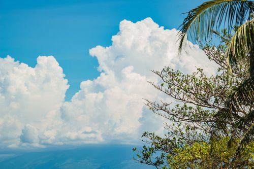 Free Bright sky with fluffy clouds and tropical foliage, ideal for nature themes. Stock Photo