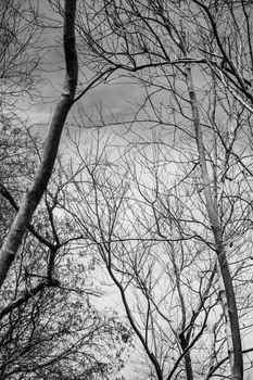 Monochrome photo of leafless trees reaching towards a cloudy sky.