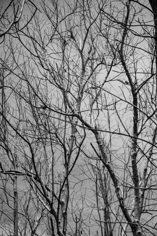 Free Moody black and white image of oak tree branches silhouetted against a winter sky. Stock Photo