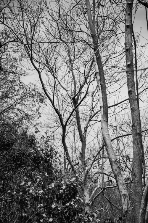 Free A serene black and white image of leafless trees in a forest setting, conveying a calm and contemplative mood. Stock Photo