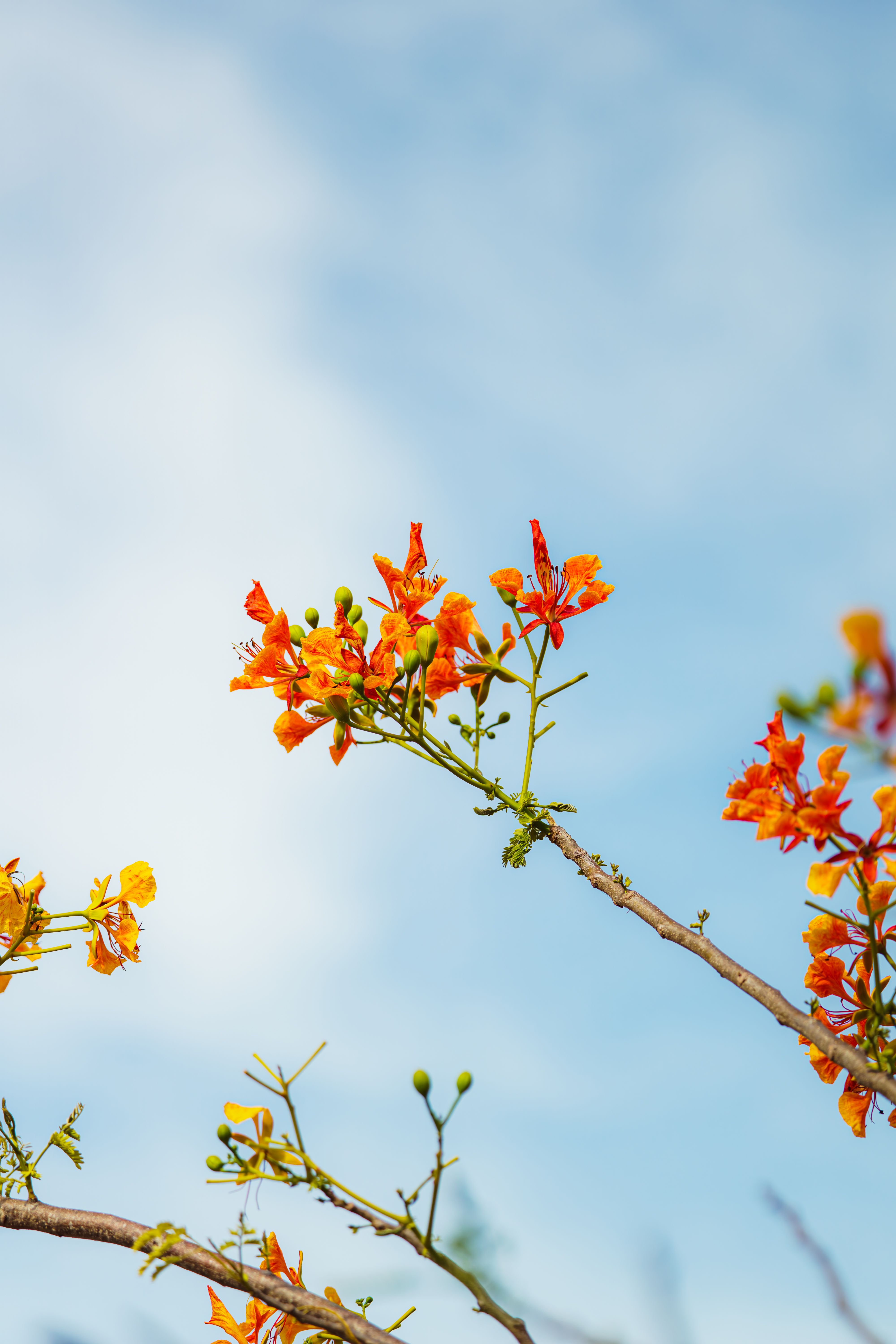 [ColoSach]-vibrant-orange-blossoms-on-a-branch-under-a-clear-blue-sky,-symbolizing-spring-beauty.