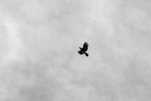 Free A dramatic black and white silhouette of a bird soaring against a cloudy sky. Stock Photo