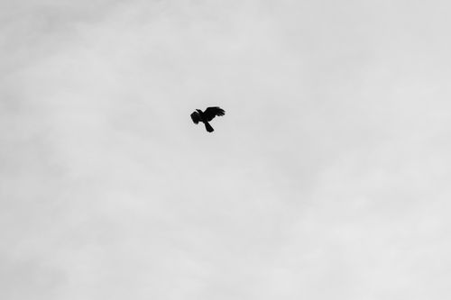 Free Silhouette of a blackbird soaring against a cloudy sky, capturing the essence of freedom. Stock Photo