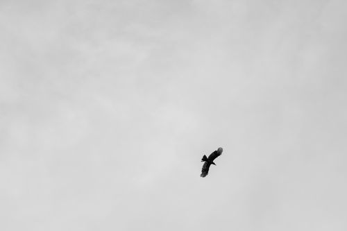 Free Monochrome image showing a lone bird soaring against an expansive sky. Stock Photo
