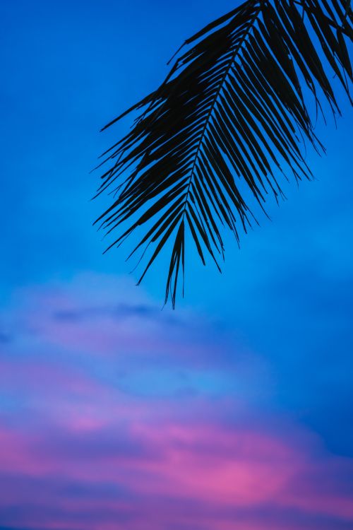 Free Silhouette of palm leaf with a vibrant background of pink and blue sunset sky, creating a tropical, serene ambiance. Stock Photo