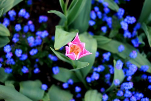 Free Top view of a vibrant pink tulip surrounded by blue flowers, showing delicate petals in a spring garden. Stock Photo