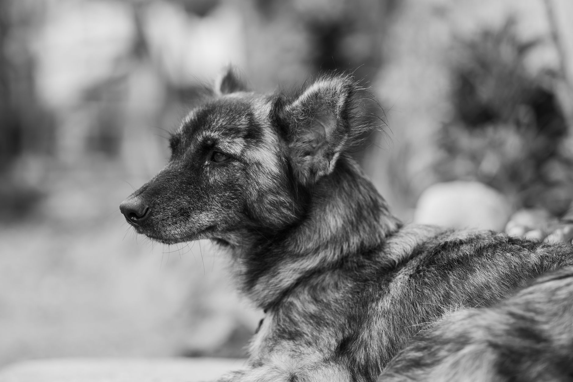 Veterinary care for a pet