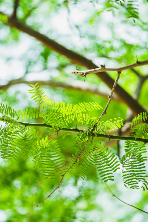 Free High-resolution image of vibrant green tree leaves in daylight, perfect for nature and botanical themes. Stock Photo