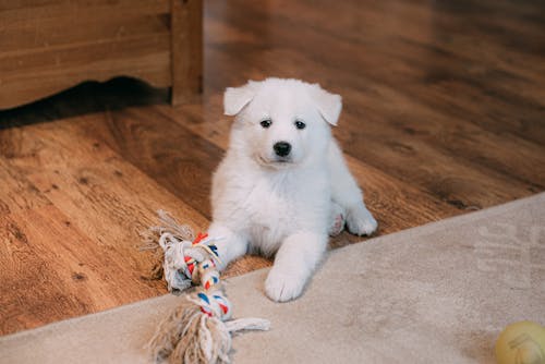 Free A Puppy Lying on Wooden Floor Stock Photo