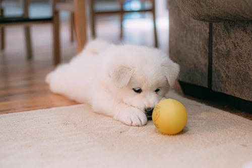 Free A Puppy Staring at a Ball Stock Photo