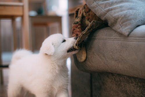 Free A Puppy Biting a Fabric Stock Photo