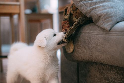 Puppy looking curious and playful