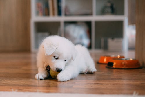 A Puppy Biting a Ball