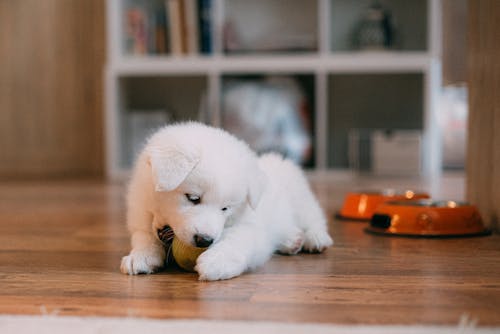 Witte Pup Op Bruin Houten Tafel